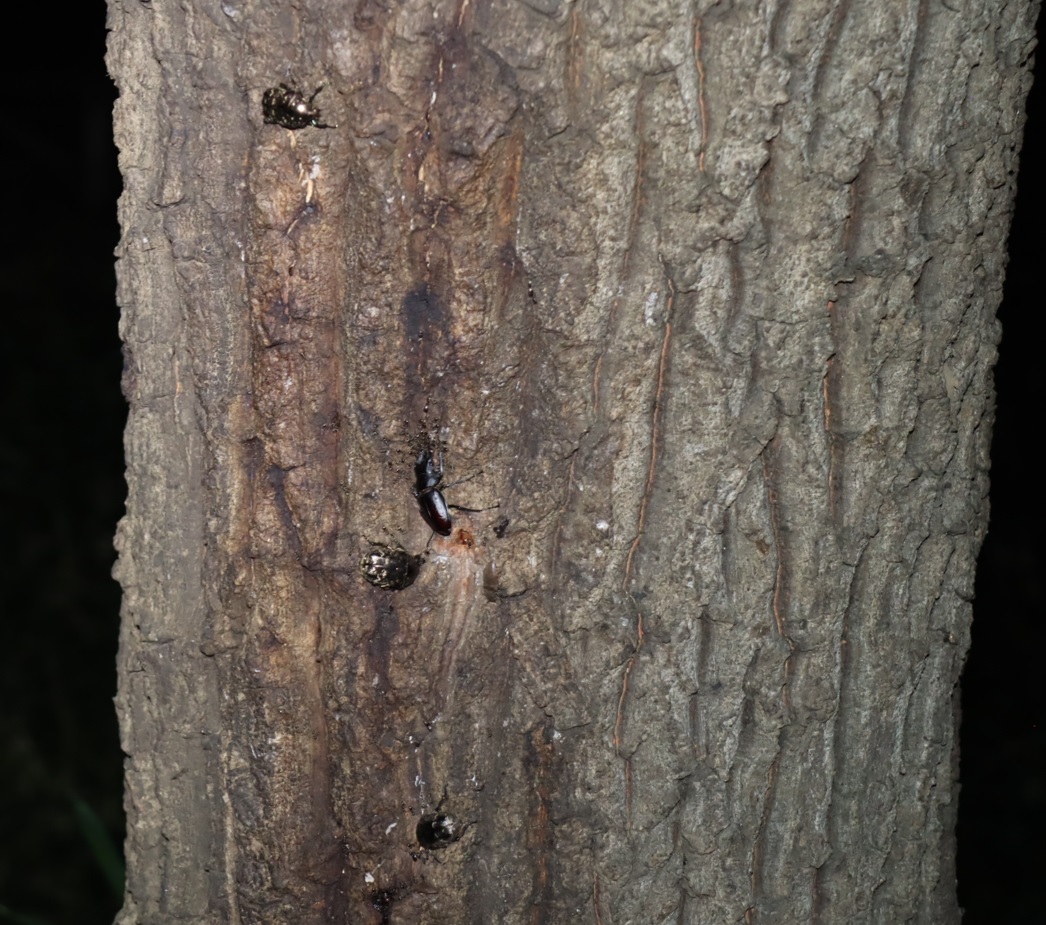 ノコギリクワガタ1♂、シラホシハナムグリ3匹_No.9のクヌギ_クワガタ達のオアシス_2023年8月28日19時15分 気温29.8度